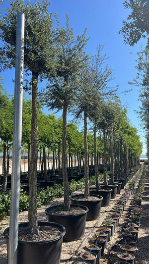 QUERCUS S. SUBER