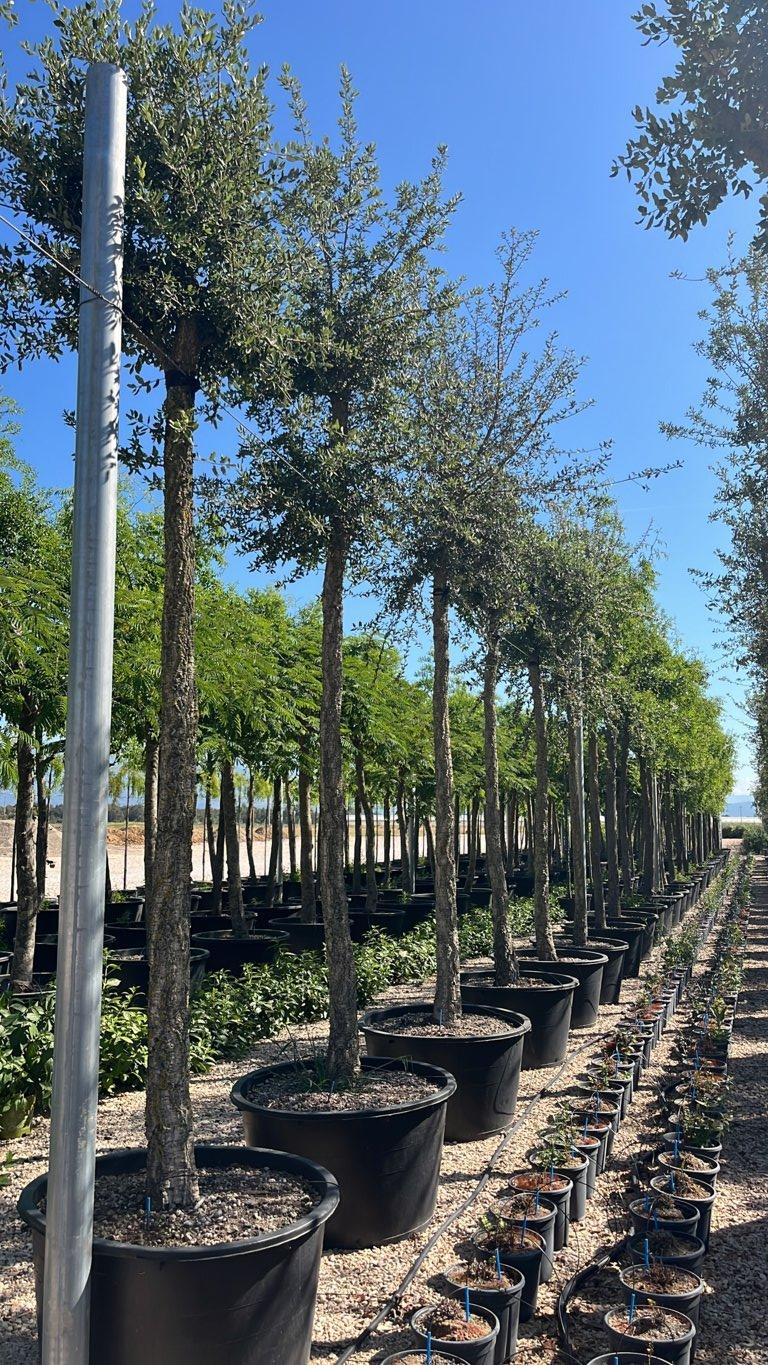 QUERCUS S. SUBER