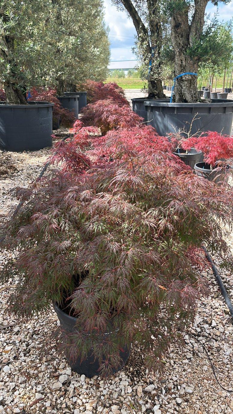 ACER DISSECTUM GARNET