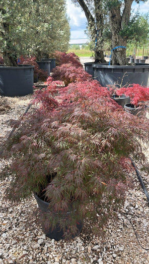 ACER DISSECTUM GARNET