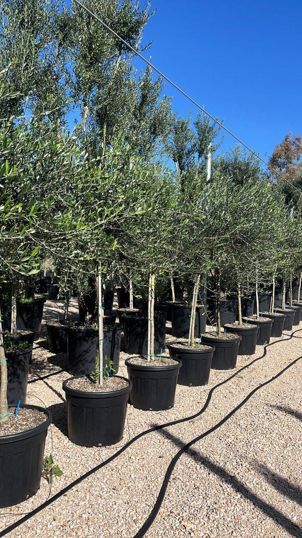 OLEA EUROPEA FRANTOIO