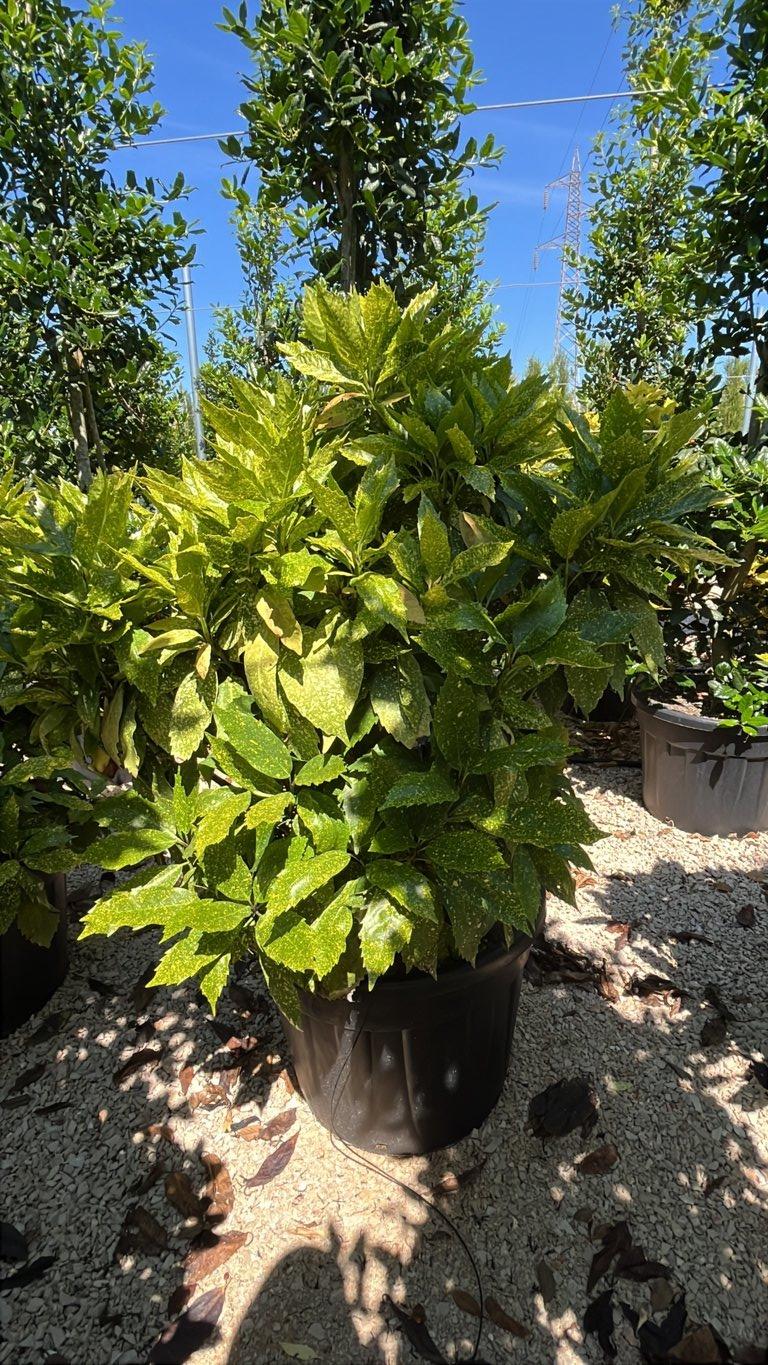 ACUBA JAPONICA CROTONIFOLIA