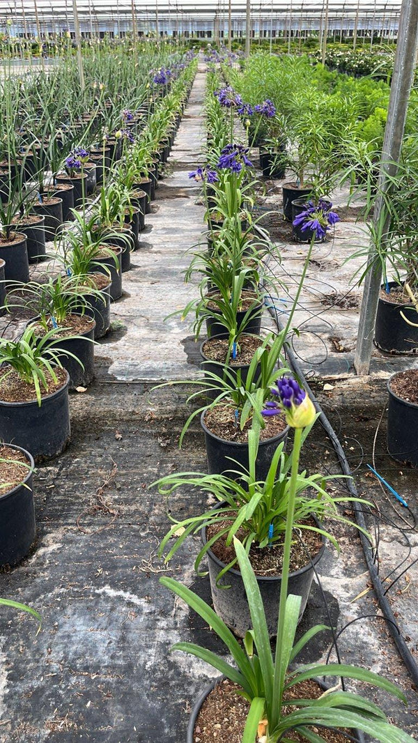 AGAPANTHUS X BLUE THUNDER