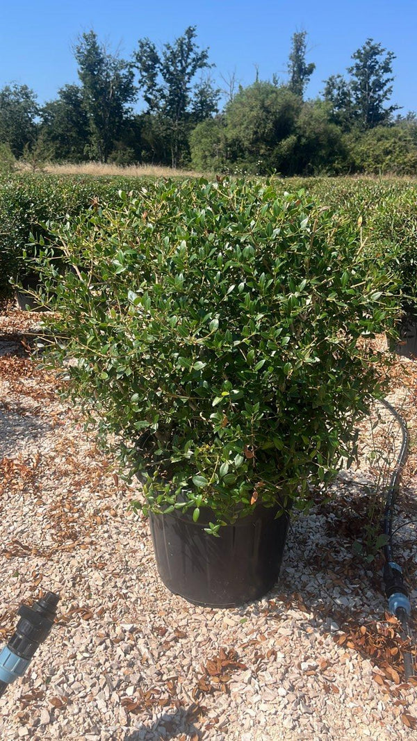 PHYLLIREA LATIFOLIA