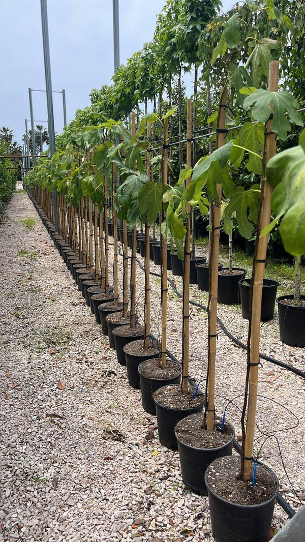 FICUS F. CARICA ROUGE