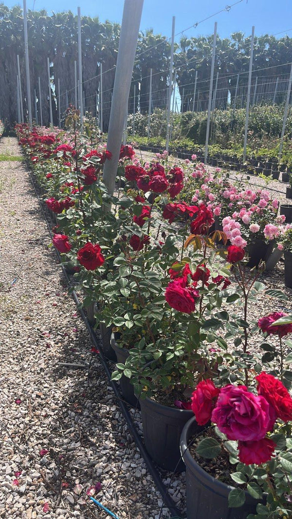 ROSA KATHERINE RENAISSANCE