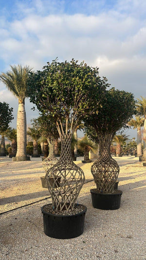 CAMELIA