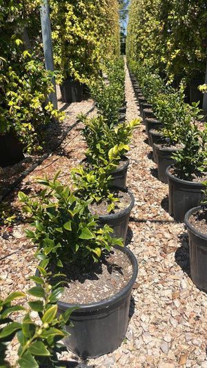 SARCOCOCCA HOOKERIANA