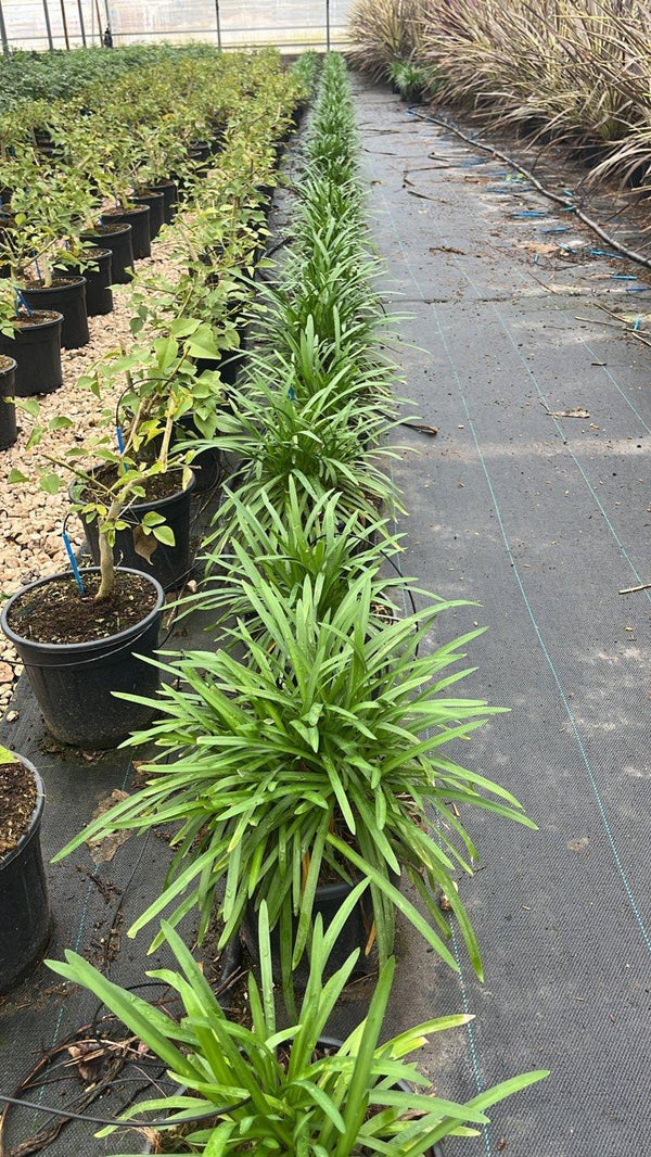 AGAPANTHUS LAMOUR DETE BLEU