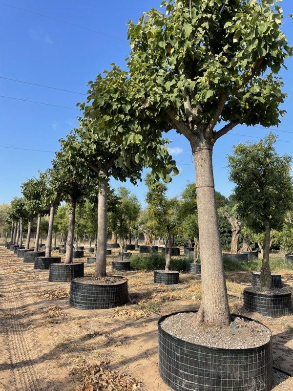 TILIA CORDATA