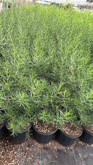EREMOPHILA MACULATA ROSSA
