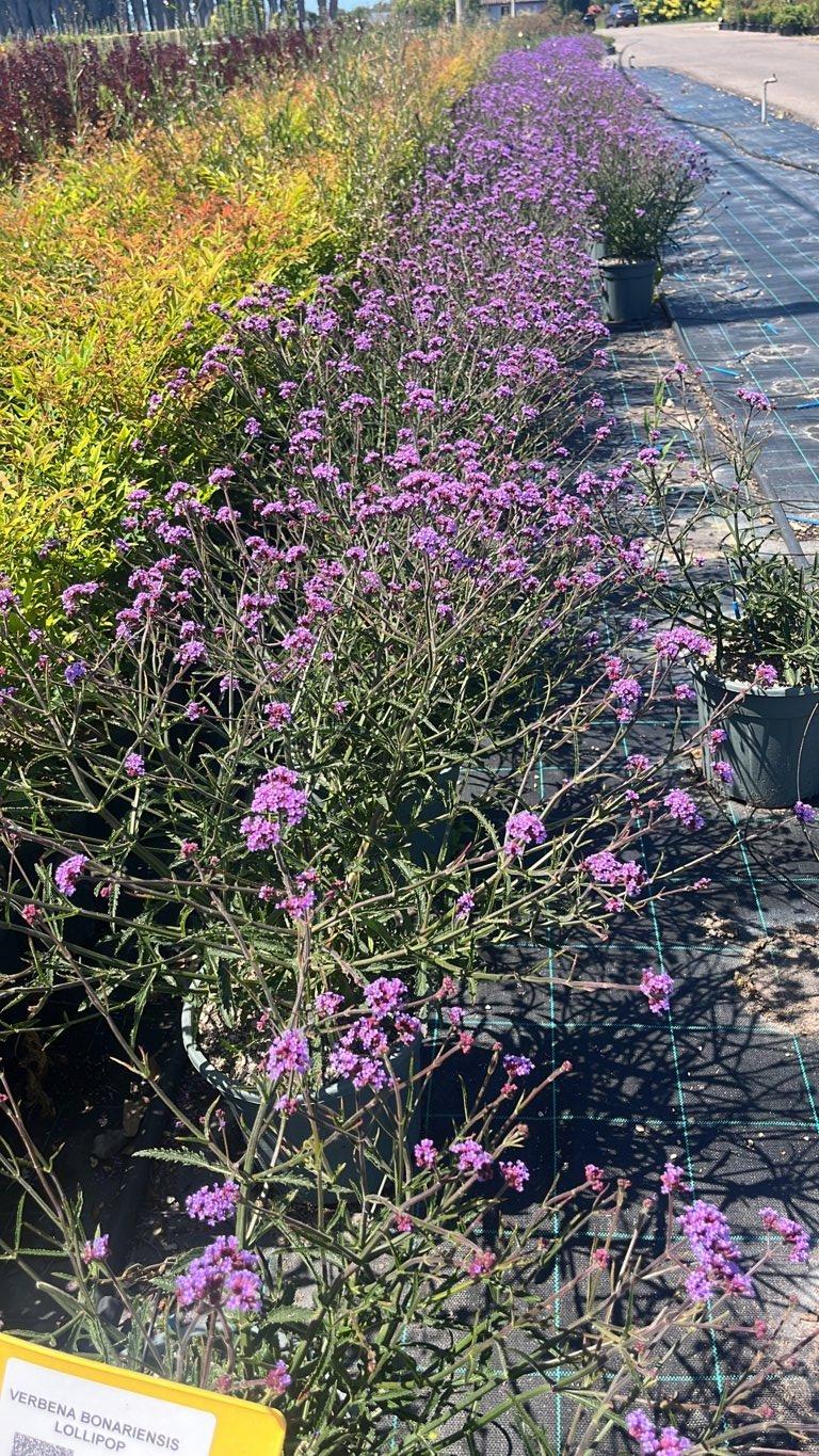 VERBENA BONARIENSIS LOLLIPOP