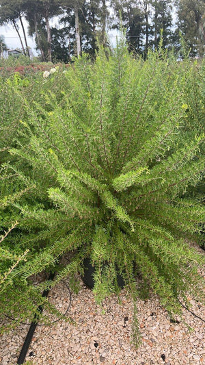 GREVILLEA GRACILIS ROSEA