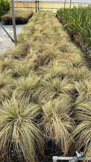 CAREX COMANS AMAZON MIST