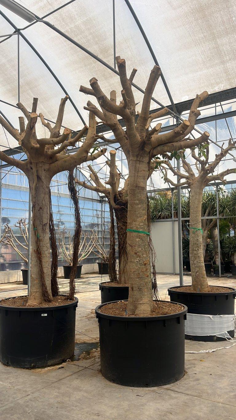 FICUS S. AUSTRALIS