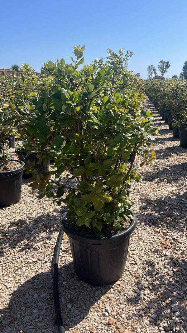 QUERCUS S. ILEX