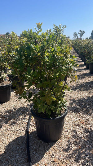 QUERCUS S. ILEX