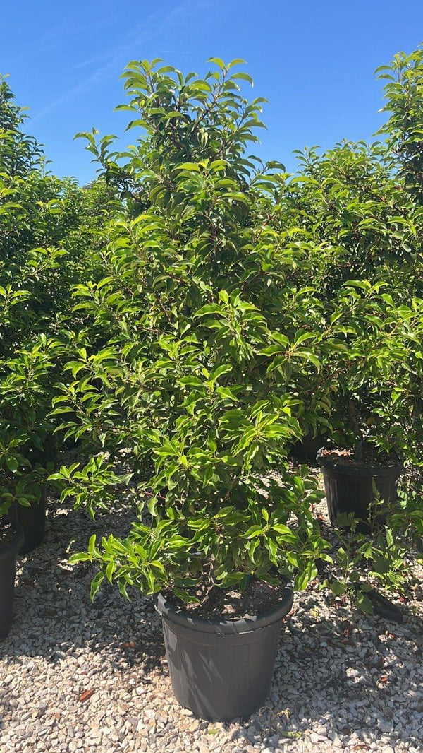 PRUNUS S. LUSITANICA BRENELIA