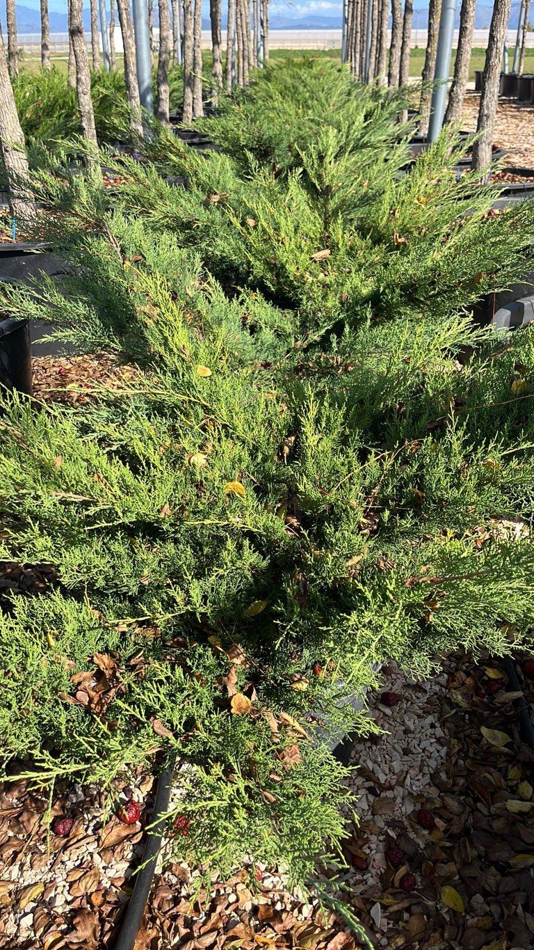 JUNIPERUS PFITZERIANA GOLD STAR