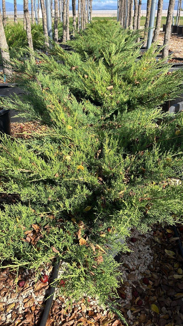 JUNIPERUS PFITZERIANA GOLD STAR
