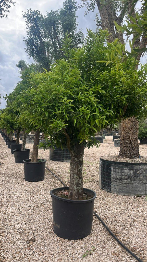 CITRUS SINENSIS