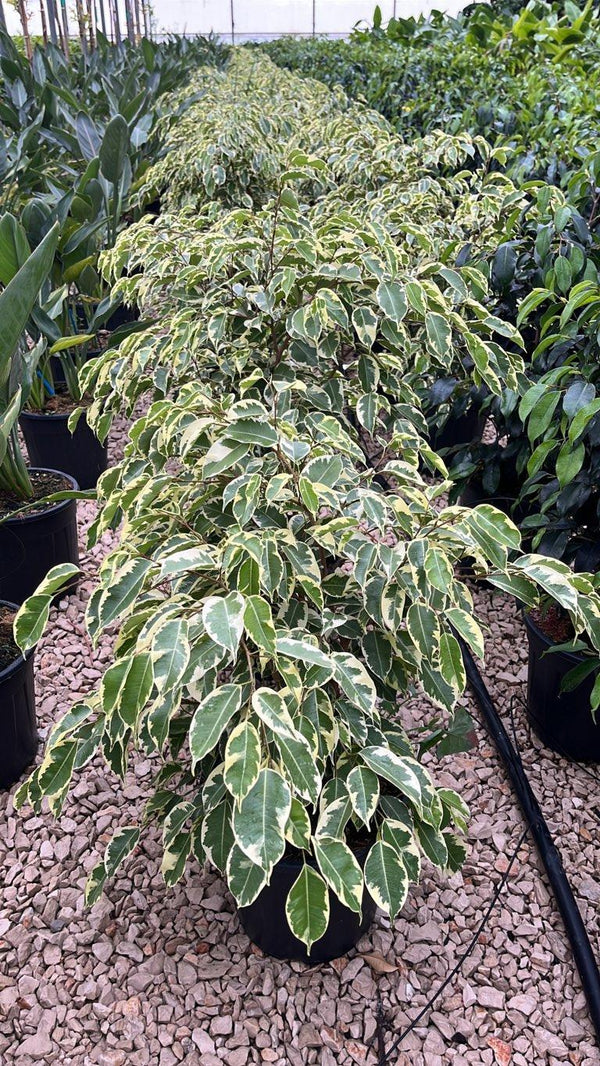 FICUS S. BENJAMINA SAMANTHA