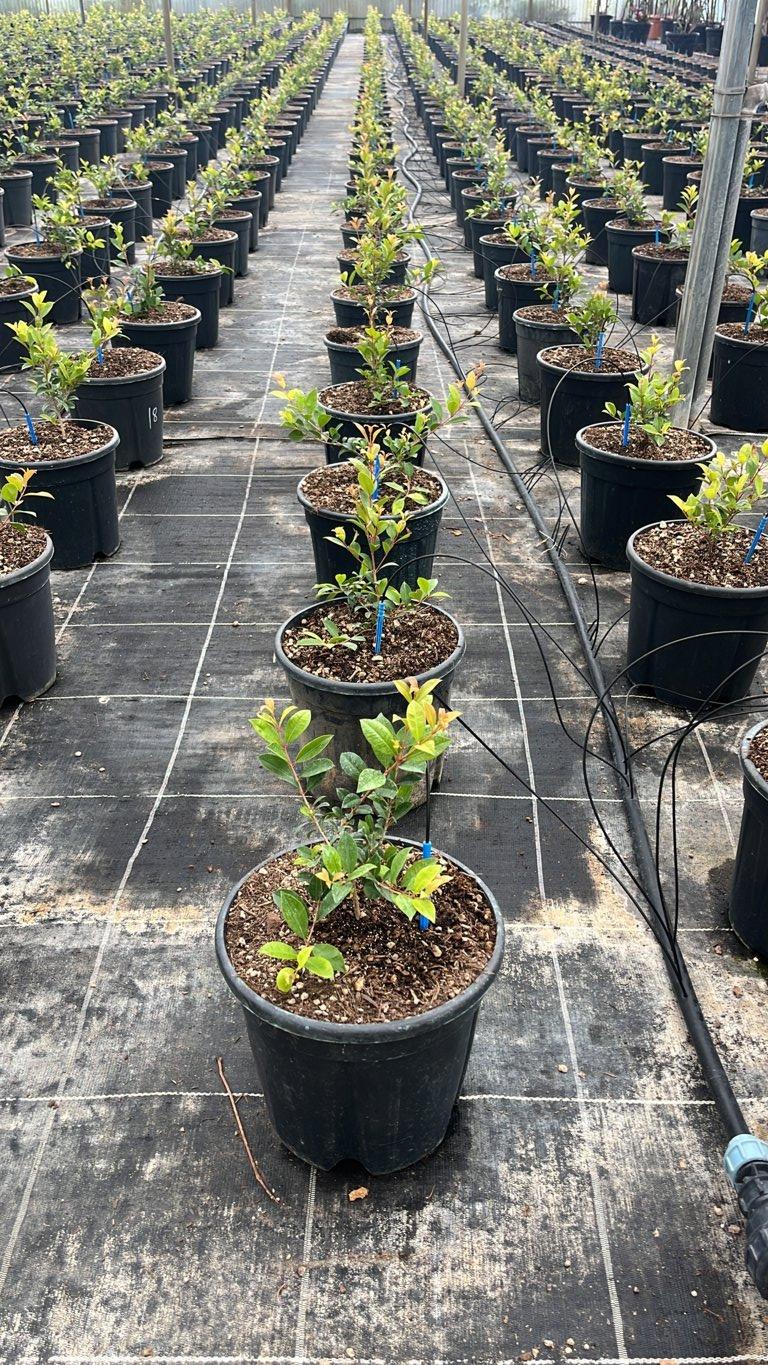 EUGENIA MYRTIFOLIA NEW PORT