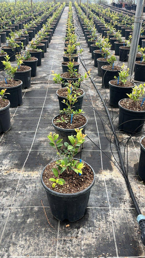 EUGENIA MYRTIFOLIA NEW PORT