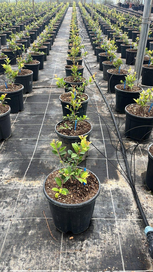 EUGENIA MYRTIFOLIA NEW PORT