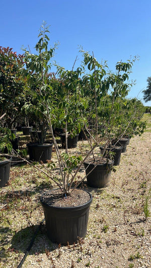 HEPTACODIUM MICONIOIDES