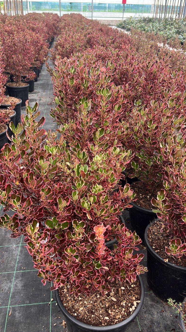 COPROSMA REPENS ROSSO