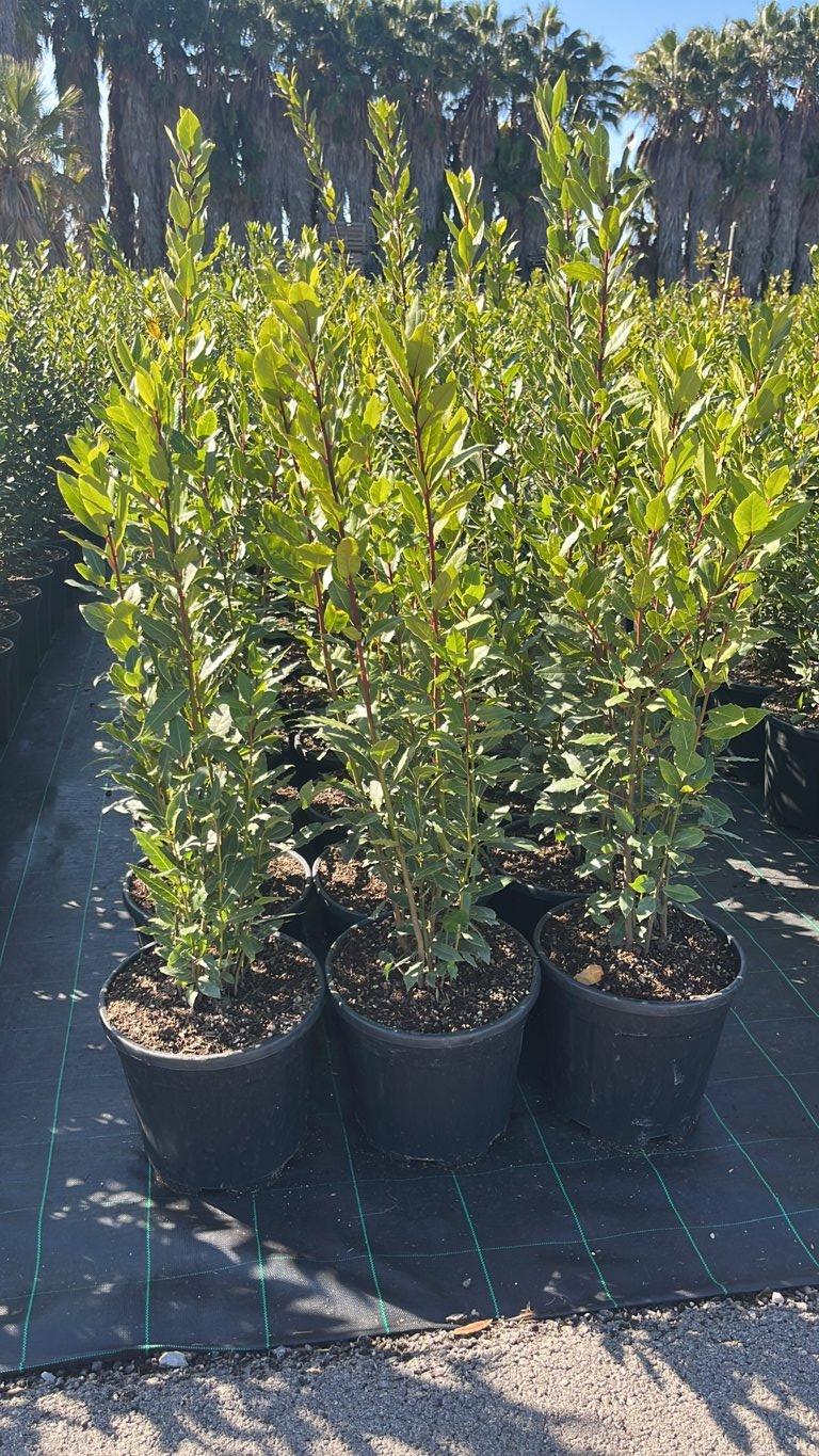 LAURUS NOBILIS
