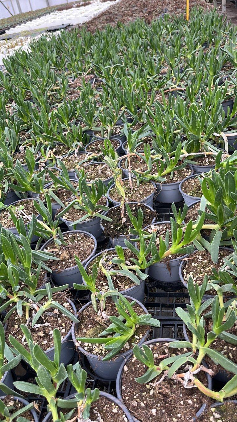 CARPOBROTUS ACINACIFORMIS