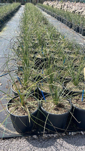 DASYLIRION SERRATOFOLIUM