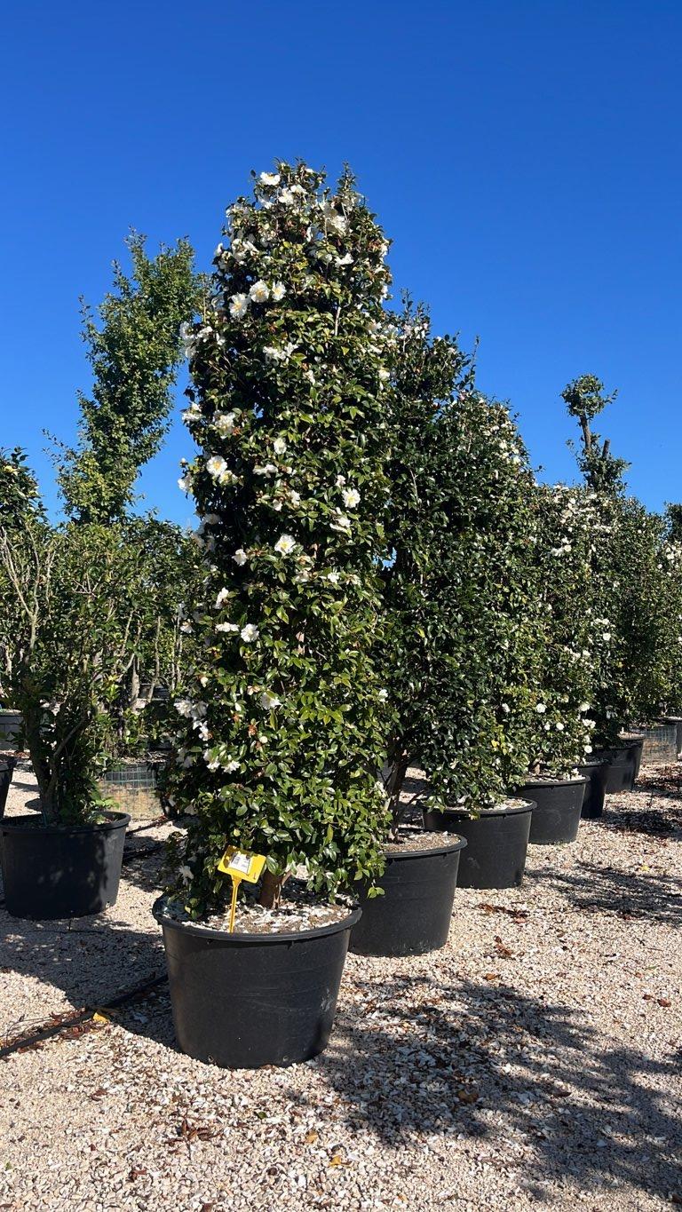 CAMELIA SASANQUA BIANCO