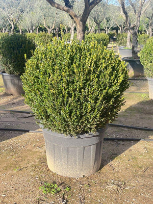 BUXUS SEMPERVIRENS FAULKNER