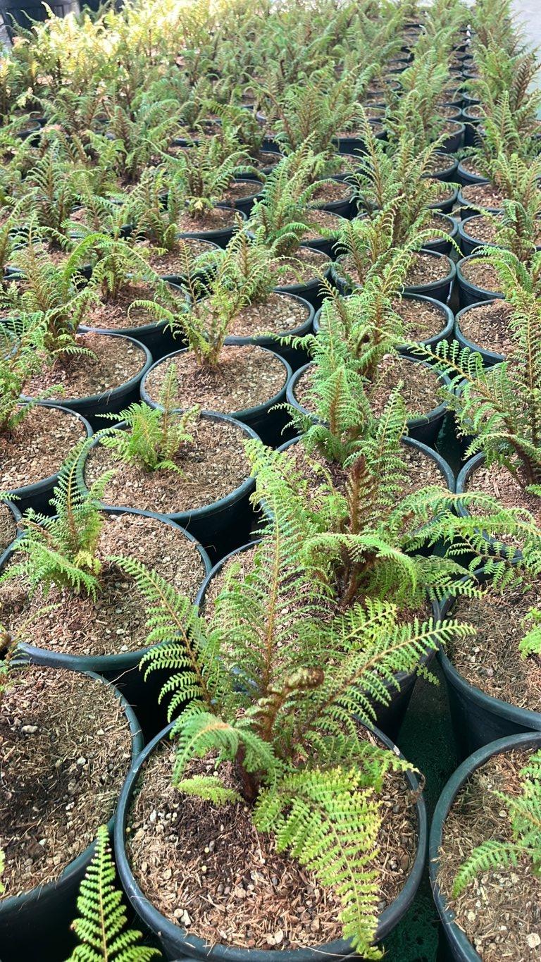 SPHAEROPTERIS TOMENTOSISSIMA