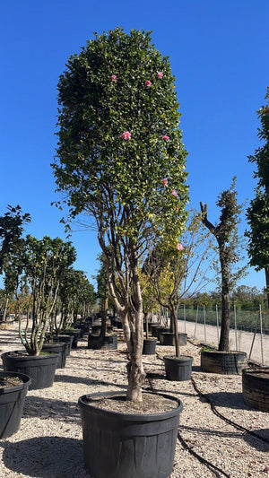 CAMELIA SASANQUA