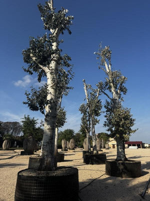 POPULUS ALBA
