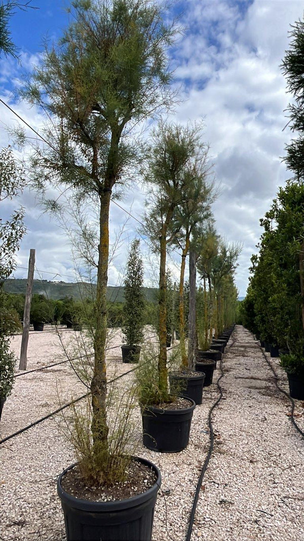 TAMARIX RAMOSISSIMA