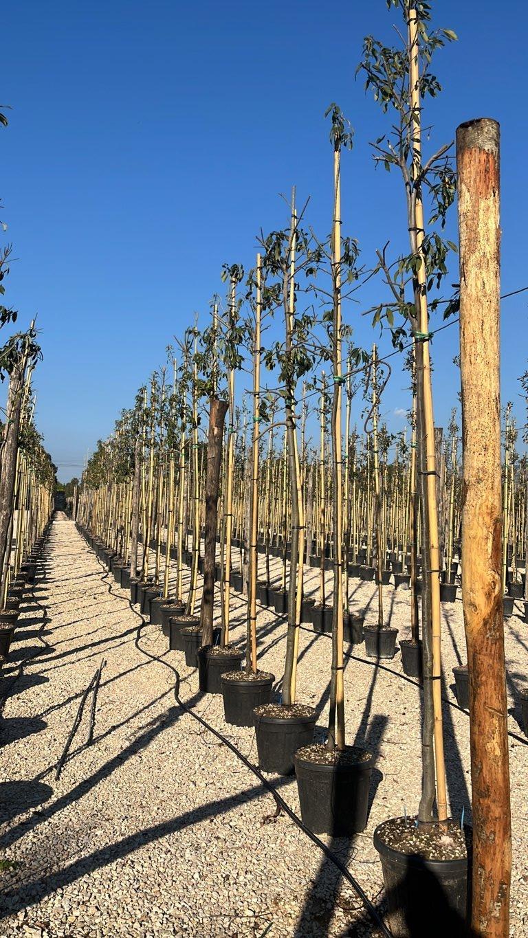 QUERCUS S. GLAUCA