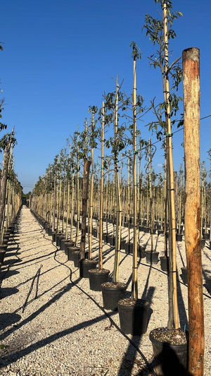 QUERCUS S. GLAUCA