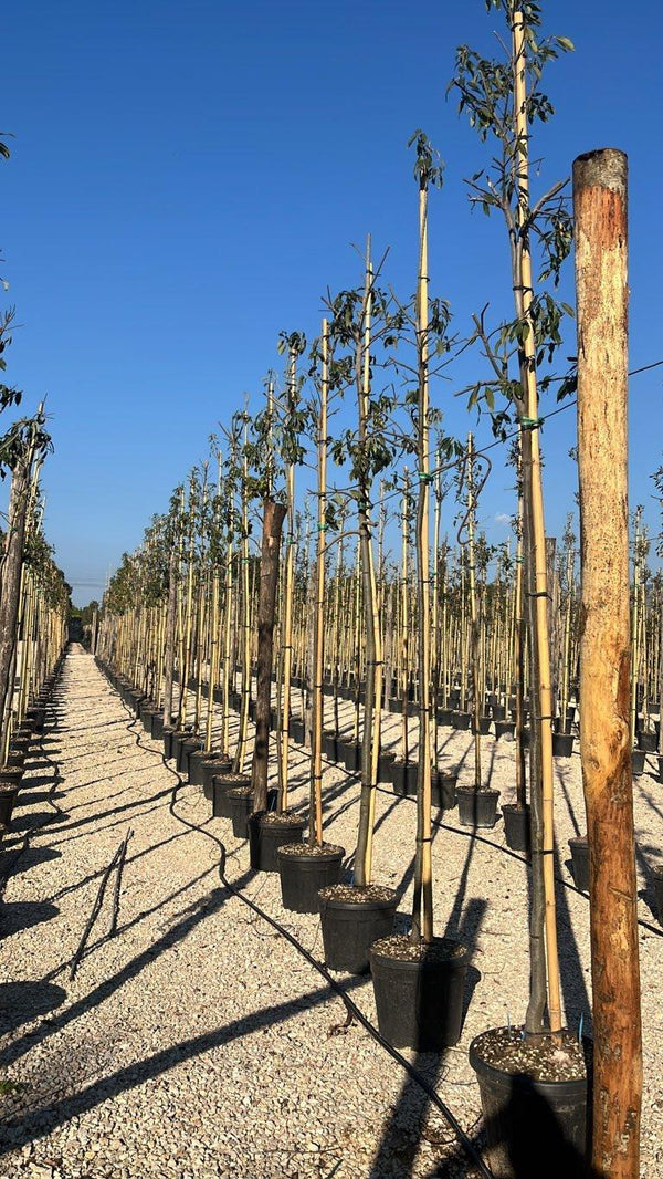 QUERCUS S. GLAUCA