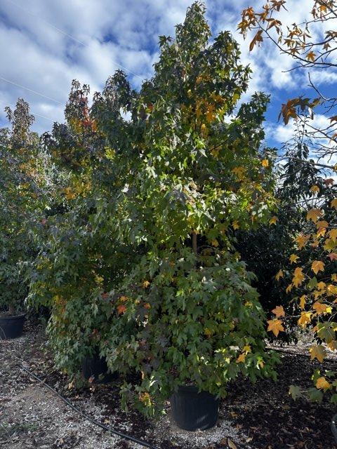 LIQUIDAMBAR STYRACIFLUA
