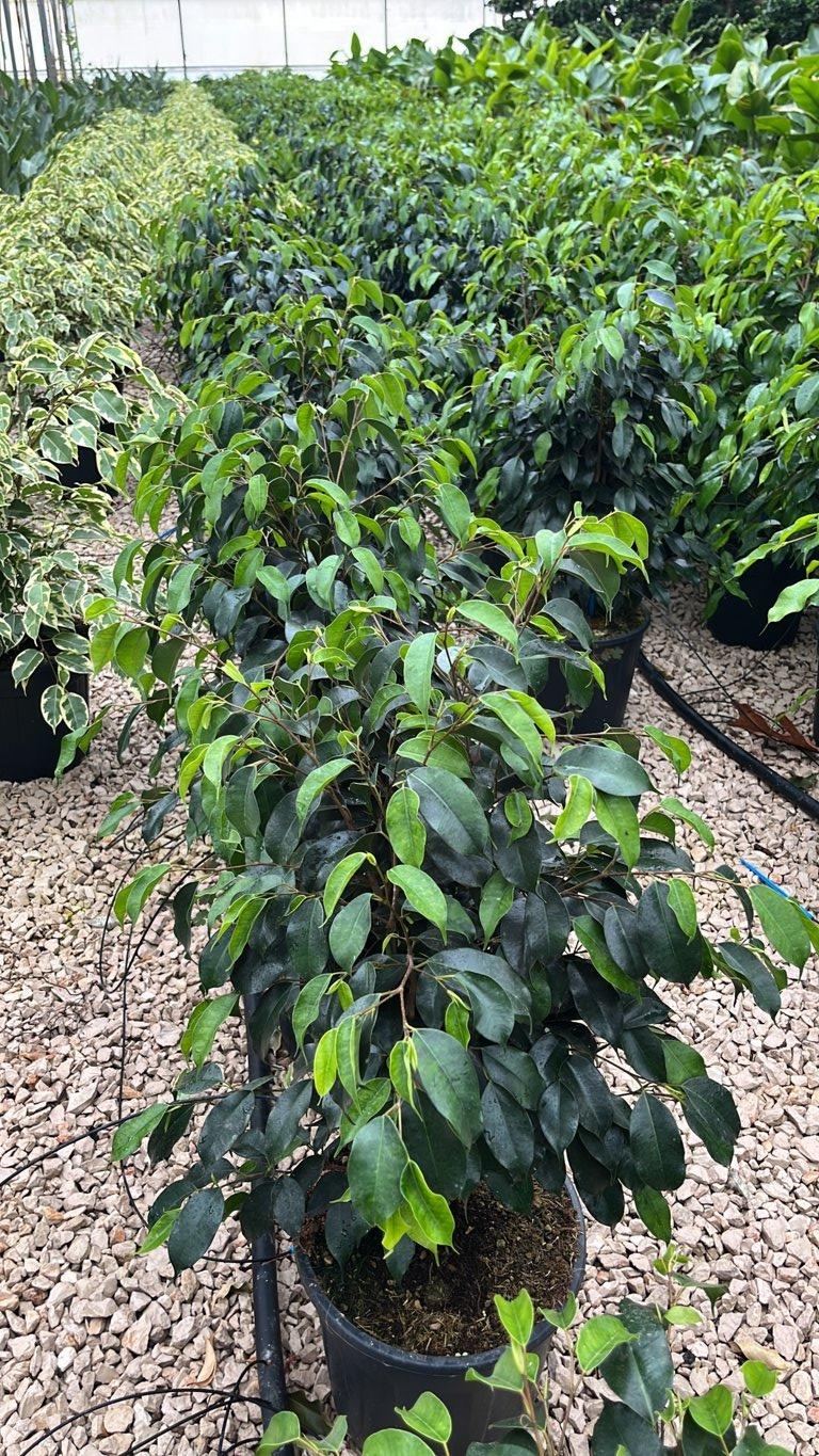 FICUS S. BENJAMINA DANIELLE