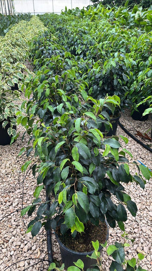FICUS S. BENJAMINA DANIELLE