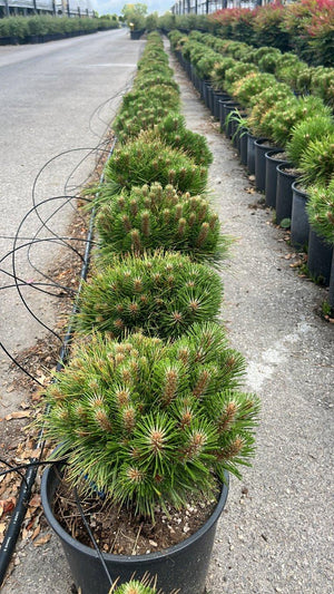 PINUS NIGRA MARIE BREGEON