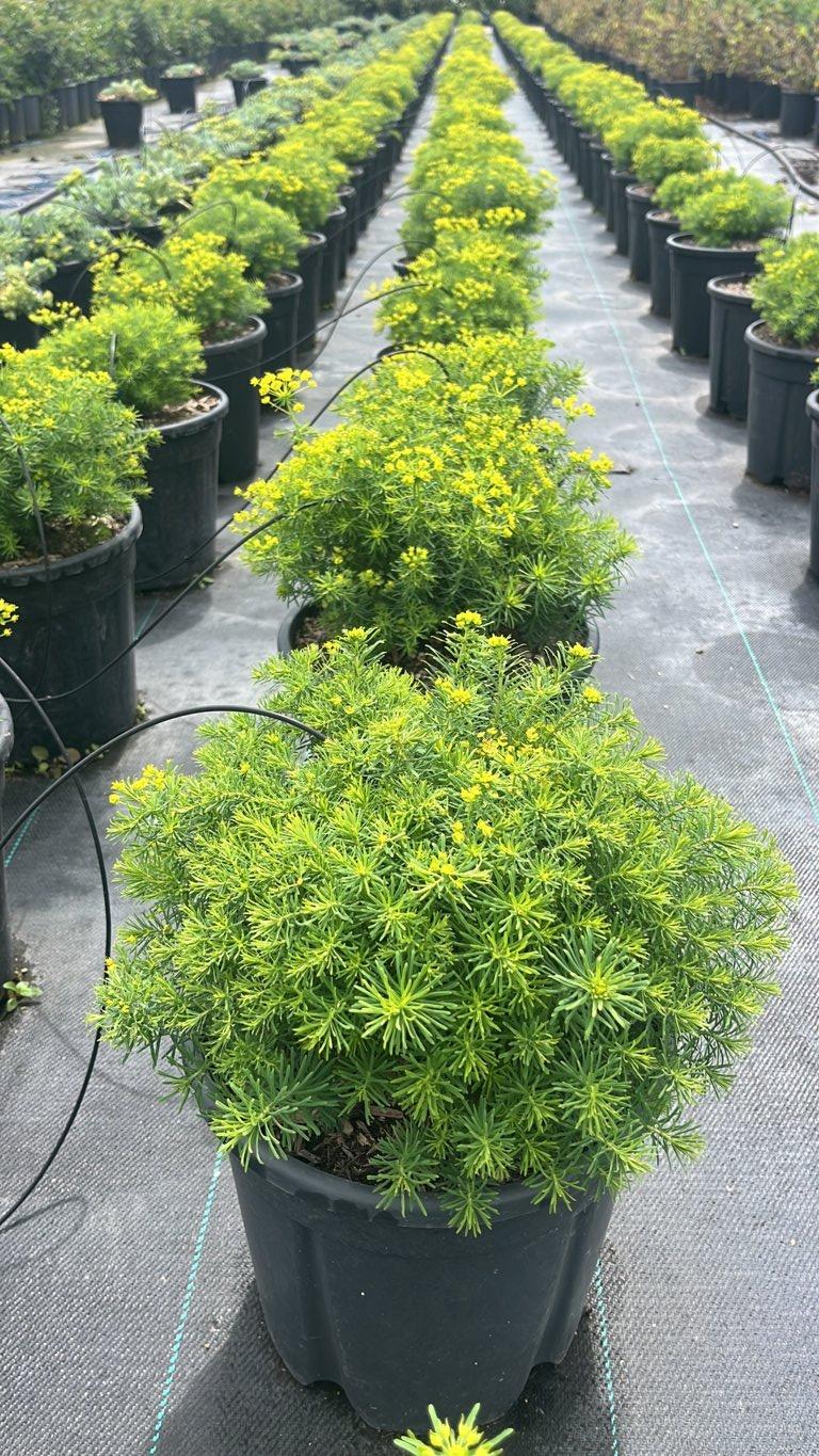 EUPHORBIA CYPARISSIAS