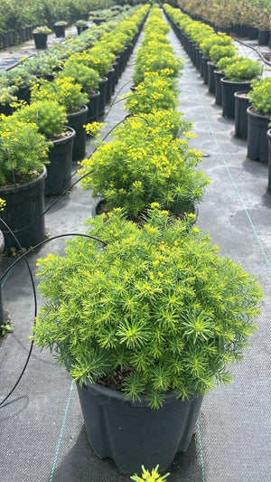 EUPHORBIA CYPARISSIAS