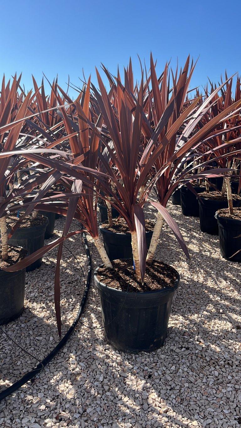 CORDYLINE AUSTRALIS RED STAR